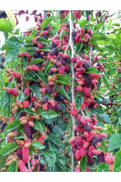 TAŞKAR PEYZAJ Yediveren Dut Fidanı Aşılı ( 2 Yaş \ Açık Köklü \ 70-100 Cm ) ürün görseli