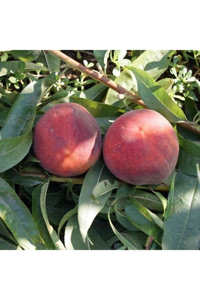 TAŞKAR PEYZAJ Hale Şeftali Fidanı Aşılı ( 2 Yaş \ Açık Köklü\ 80-100 Cm ) - 1