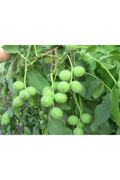 TAŞKAR PEYZAJ Alltay Ceviz Fidanı Aşılı ( Tüplü \ 40-60 Cm ) ürün görseli