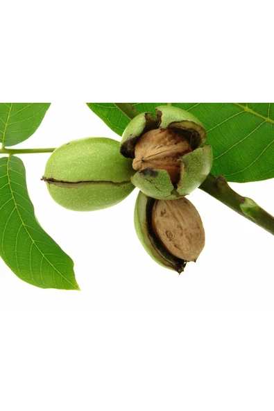 TAŞKAR PEYZAJ Hartley Ceviz Fidanı Aşılı ( Açık Köklü \ 60-80 Cm ) ürün görseli