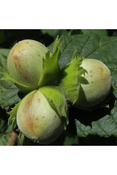 TAŞKAR PEYZAJ Palaz Fındık Fidanı ( Açık Köklü - 30-50 Cm ) ürün görseli