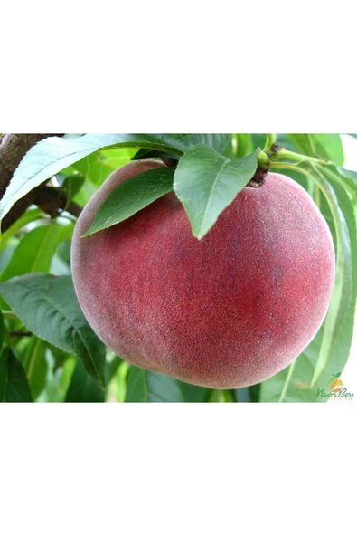 TAŞKAR PEYZAJ Red Elegant Şeftali Fidanı Aşılı ( 2 Yaş \ Açık Köklü \ 80-100 Cm ) ürün görseli
