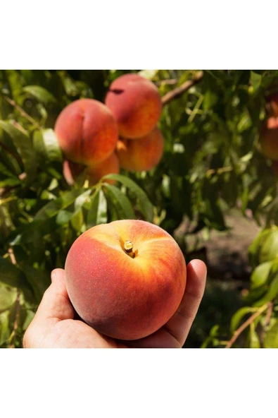 TAŞKAR PEYZAJ O Henry Şeftali Fidanı Aşılı ( 2 Yaş \ Açık Köklü \ 80-100 Cm ) ürün görseli