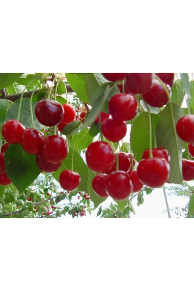 TAŞKAR PEYZAJ Kütahya Vişne Fidanı Aşılı ( 2 Yaş \ Açık Köklü \ 80-100 Cm ) ürün görseli