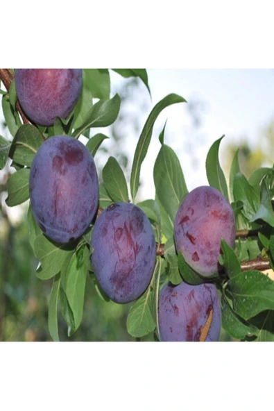 TAŞKAR PEYZAJ Black Beauty Erik Fidanı Aşılı ( 2 Yaş \ Açık Köklü \ 80-100 Cm ) ürün görseli