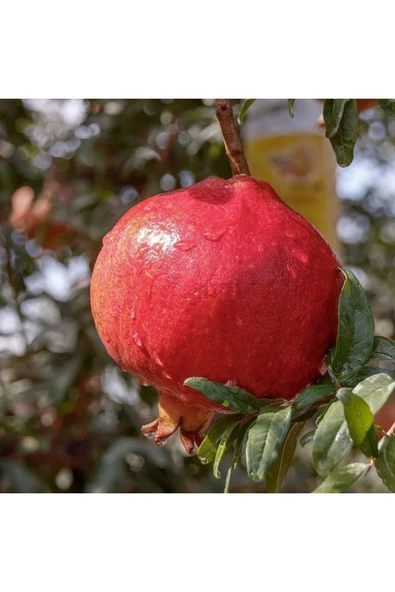TAŞKAR PEYZAJ Devedişi Nar Fidanı \ Açık Köklü \ 50-70 Cm ) ürün görseli