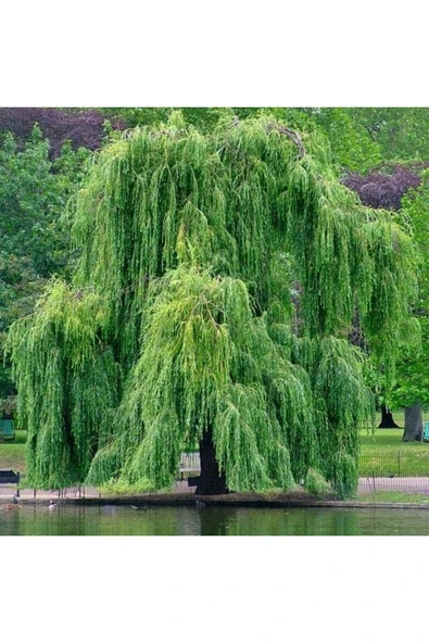 TAŞKAR PEYZAJ Salkım Söğüt Fidanı Tüplü ( 80-100 Cm ) ürün görseli