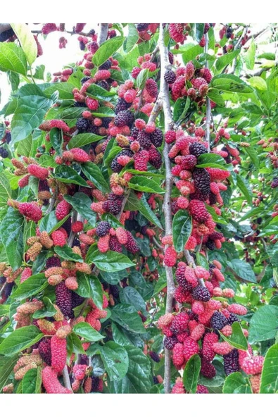 TAŞKAR PEYZAJ Yediveren Dut Fidanı Aşılı ( 2 Yaş \ Açık Köklü \ 70-100 Cm ) - 1