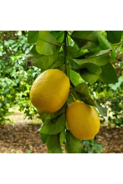TAŞKAR PEYZAJ Yediveren Limon Fidanı Aşılı - Tüplü 100-120 Cm ürün görseli