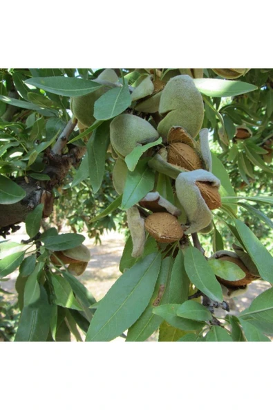 TAŞKAR PEYZAJ Nonperial Çıtır Badem Fidanı Aşılı ( Açık Köklü \ 80-100 Cm ) - 1