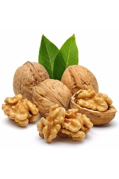 TAŞKAR PEYZAJ Şebin Ceviz Fidanı Aşılı ( Açık Köklü \ 60-80 Cm ) ürün görseli