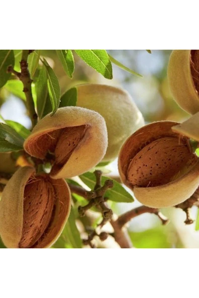TAŞKAR PEYZAJ Ne Plus Ultra Badem Fidanı Aşılı ( Tüplü \ 80-100 Cm ) - 1