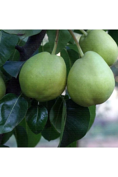 TAŞKAR PEYZAJ Bahribey Yazlık Armut Fidanı Aşılı ( 2 Yaş \ Açık Köklü \ 80-100 Cm ) ürün görseli
