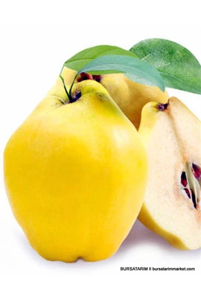 TAŞKAR PEYZAJ Limon Ekşi Ayva Fidanı Aşılı ( 2 Yaş \ Tüplü \ 80-100 Cm ) ürün görseli