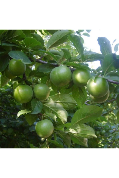 TAŞKAR PEYZAJ Papaz Erik Fidanı ( Aşılı - 2 Yaş ) - Tüplü - 100-120 Cm ürün görseli