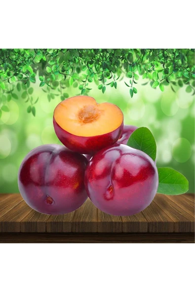 TAŞKAR PEYZAJ Black Splendor Kırmızı Erik Fidanı Aşılı ( 2 Yaş \ Açık Köklü \ 80-100 Cm ) ürün görseli