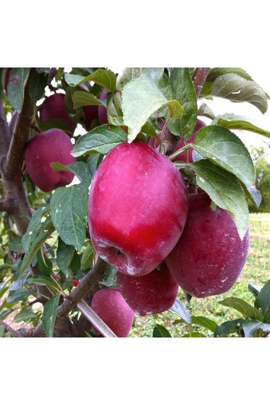 TAŞKAR PEYZAJ Starkrimson Elma Fidanı Aşılı (  Tüplü \ 80-100 Cm ) ürün görseli