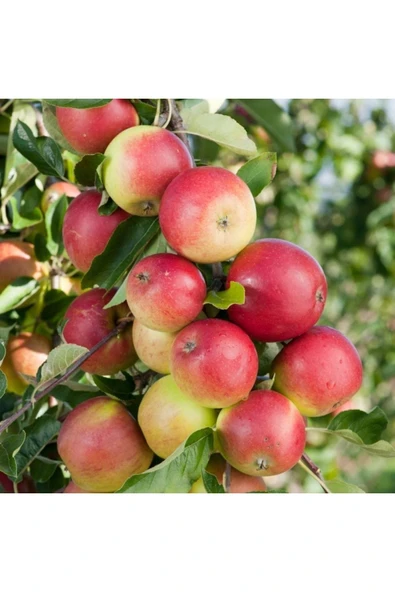 TAŞKAR PEYZAJ Amasya (misket) Elma Fidanı Aşılı ( 2 Yaş \ Açık Köklü \ 80-100 Cm ) ürün görseli