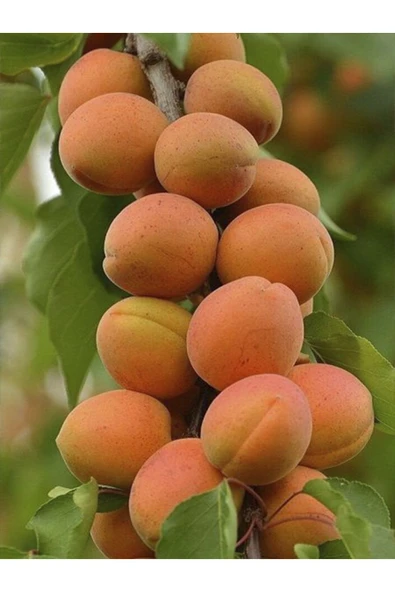 TAŞKAR PEYZAJ Malatya Kayısı Fidanı Aşılı ( 2 Yaş \ Tüplü \ 80-100 Cm ) ürün görseli