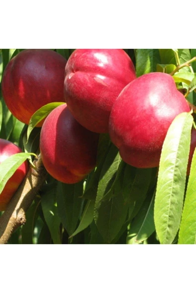 TAŞKAR PEYZAJ Nektarin - Tüysüz Şeftali Fidanı Aşılı ( 2 Yaş \Tüplü\ 80-100 Cm ) ürün görseli