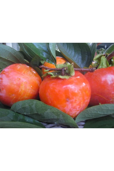 TAŞKAR PEYZAJ Cennet Hurması - Trabzon Hurması Fidanı ( Aşılı \ Tüplü 70-100 Cm ) ürün görseli