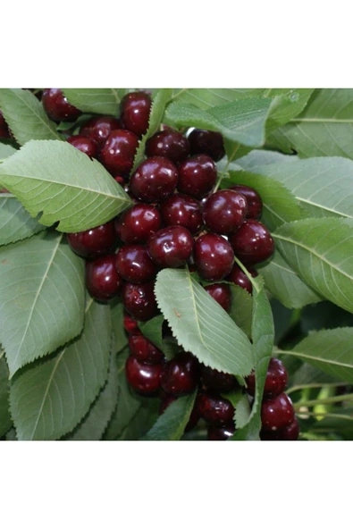 TAŞKAR PEYZAJ Early Burlat Kiraz Fidanı Aşılı - Açık Köklü ( 2 Yaş \ 80-100 Cm ) ürün görseli