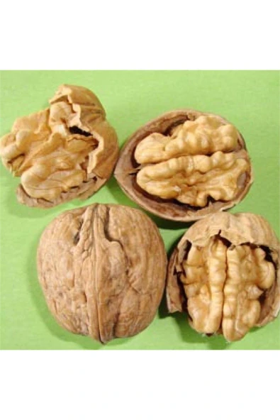 TAŞKAR PEYZAJ Chandler Ceviz Fidanı  Tüplü 40-60 Cm ürün görseli