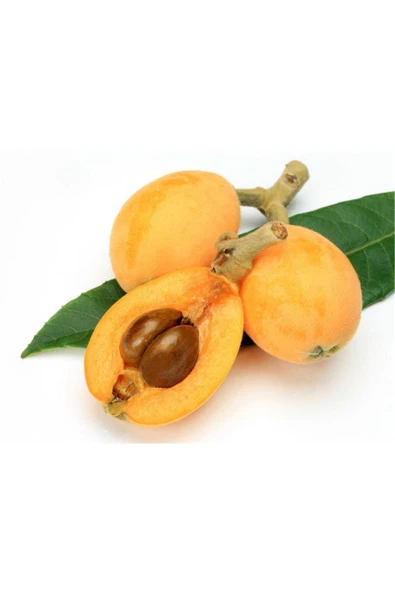 TAŞKAR PEYZAJ Yeni Dünya (MALTA ERİĞİ) Fidanı ( 2 Yaş ) 80-100 Cm ürün görseli