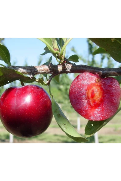 TAŞKAR PEYZAJ Red Beauty Erik Fidanı Aşılı ( 2 Yaş \ Açık Köklü \ 80-100 Cm ) ürün görseli