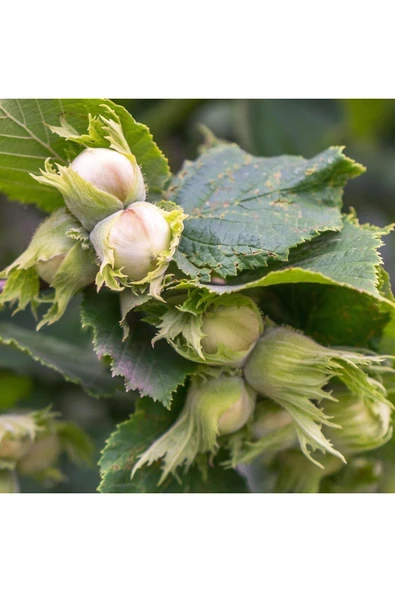 TAŞKAR PEYZAJ Tombul Fındık Fidanı ( Çakılkdak Ordu Fındığı ) Tüplü \ 30-50 Cm ürün görseli