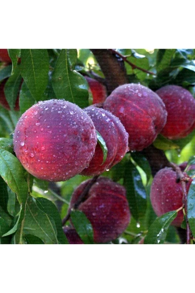 TAŞKAR PEYZAJ Cresthaven Şeftali Fidanı Aşılı ( 2 Yaş \ Tüplü \ 80-100 Cm ) ürün görseli