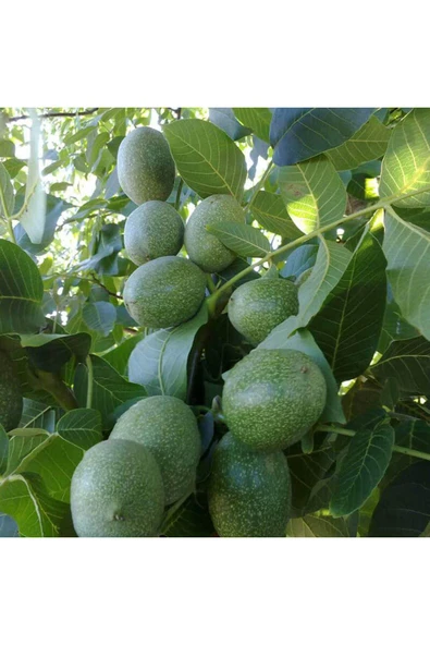 TAŞKAR PEYZAJ Franguette -Tozlayıcı- Ceviz Fidanı Aşılı ( Açık Köklü \ 80-100 Cm ) ürün görseli