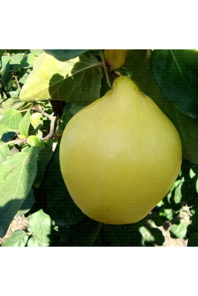 TAŞKAR PEYZAJ Ege 22 Tatlı Ayva Fidanı Aşılı ( 2 Yaş \ Açık Köklü \ 80-100 Cm ) ürün görseli