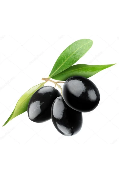 TAŞKAR PEYZAJ Gemlik Siyah Zeytin Fidanı ( Tüplü ) 60-80 Cm ürün görseli