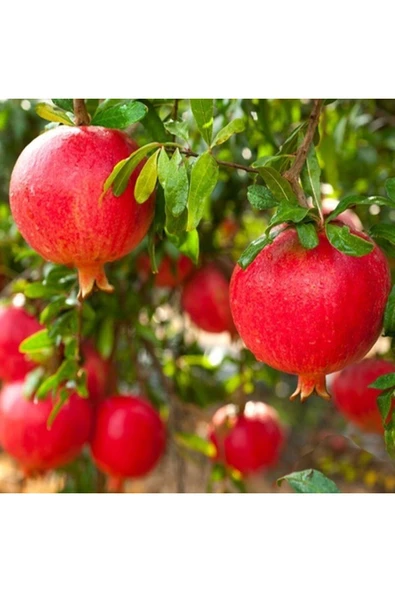 TAŞKAR PEYZAJ Hicaz Tatlı Nar Fidanı \ Tüplü \ 50-70 Cm ) ürün görseli