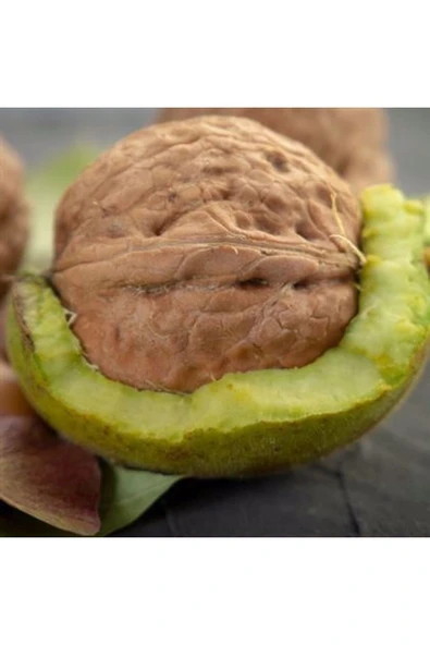 TAŞKAR PEYZAJ Fernette Ceviz Fidanı Aşılı ( Tüplü \ 40-60 Cm ) ürün görseli