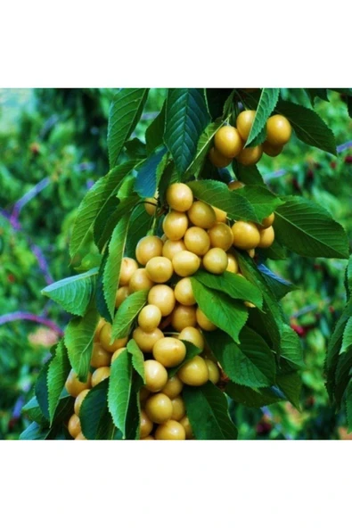 TAŞKAR PEYZAJ Stars Gold Beyaz Kiraz Fidanı Aşılı ( Açık Köklü \ 80-100 Cm ) ürün görseli