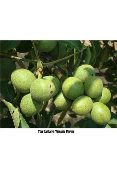 TAŞKAR PEYZAJ Pedro Ceviz Fidanı ( Tüplü ) 40-60 Cm ürün görseli