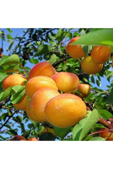 TAŞKAR PEYZAJ Tokaloğlu Kayısı Fidanı Aşılı ( 2 Yaş \ Açık Köklü \ 80-100 Cm ) ürün görseli