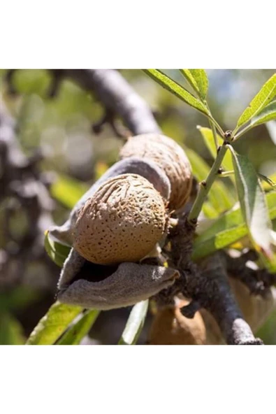TAŞKAR PEYZAJ Drake Badem Fidanı Aşılı ( Açık Köklü \ 80-100 Cm ) ürün görseli