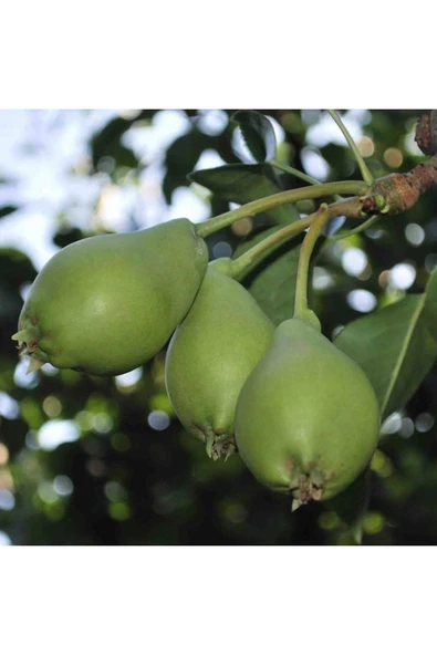 TAŞKAR PEYZAJ Akça Armut Fidanı Aşılı (  Açık Köklü \ 80-100 Cm ) ürün görseli