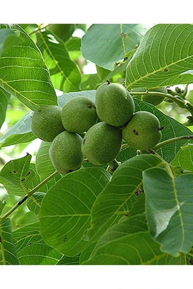 TAŞKAR PEYZAJ Bilecik Ceviz Fidanı Aşılı ( Açık Köklü \ 60-80 Cm ) ürün görseli