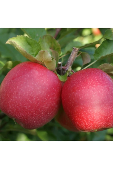 TAŞKAR PEYZAJ Pink Lady (PEMBE) Elma Fidanı Aşılı ( Tüplü \ 70-100 Cm ) ürün görseli