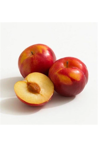 TAŞKAR PEYZAJ Katanya Erik Fidanı Aşılı ( 2 Yaş \ Tüplü \ 80-100 Cm ) ürün görseli