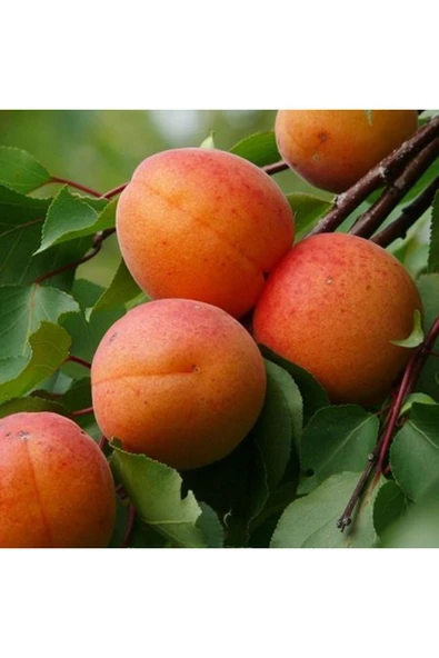 TAŞKAR PEYZAJ Roxana Kayısı Fidanı Aşılı ( 2 Yaş \ Tüplü \ 80-100 Cm ) ürün görseli