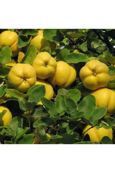 TAŞKAR PEYZAJ Adapazarı Eşme Ayva Fidanı Aşılı ( 2 Yaş \ Tüplü \ 80-100 Cm ) ürün görseli