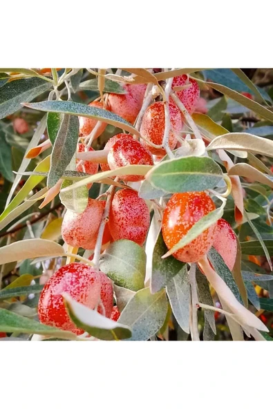 TAŞKAR PEYZAJ Sultani Iri Meyveli Iğde Fidanı Aşılı ( 2 Yaş \ Tüplü \ 70-100 Cm ) ürün görseli