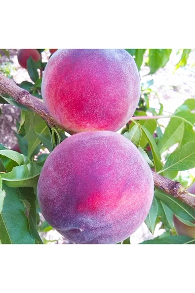 TAŞKAR PEYZAJ Artemis Şeftali Fidanı Aşılı ( 2 Yaş \ Tüplü \ 80-100 Cm ) ürün görseli