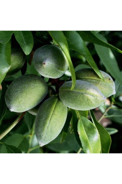 TAŞKAR PEYZAJ Picantili Badem Fidanı Aşılı ( Tüplü \ 80-100 Cm ) ürün görseli