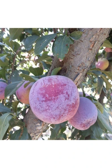 TAŞKAR PEYZAJ Larry Ann Erik Fidanı Aşılı ( 2 Yaş \ Açık Köklü \ 80-100 Cm ) ürün görseli